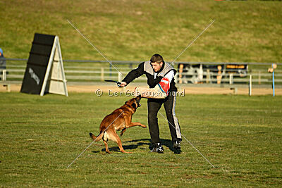 Belgian Tigers Linus