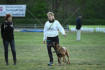 Belgian Tigers Linus