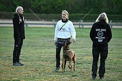 Belgian Tigers Linus