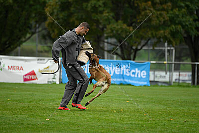 Benga vom Buxtehuder Bullen
