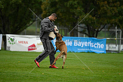 Benga vom Buxtehuder Bullen