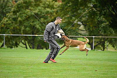 Benga vom Buxtehuder Bullen