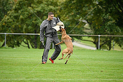 Benga vom Buxtehuder Bullen