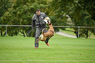 Benga vom Buxtehuder Bullen