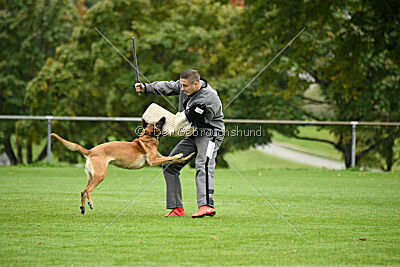 Benga vom Buxtehuder Bullen