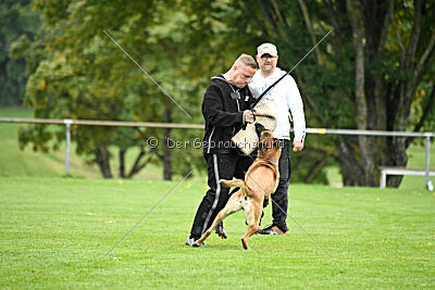Benga vom Buxtehuder Bullen