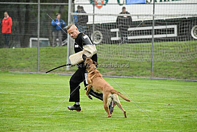 Benga vom Buxtehuder Bullen