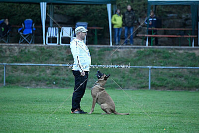 Benga vom Buxtehuder Bullen