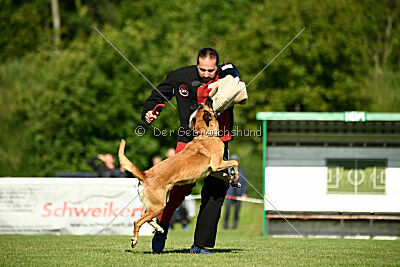 Benga vom Buxtehuder Bullen