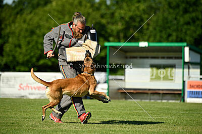 Benga vom Buxtehuder Bullen