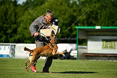 Benga vom Buxtehuder Bullen