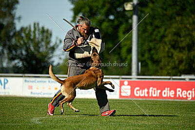 Benga vom Buxtehuder Bullen