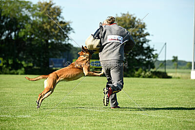 Benga vom Buxtehuder Bullen