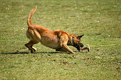 Berec vom Haus Edental