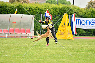 Bestseller Caiman