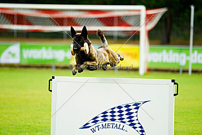 Bico z Kimovy smecky