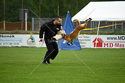 Billie vom Haus Mecki