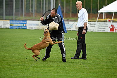 Billie vom Haus Mecki