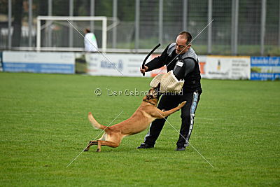 Billie vom Haus Mecki