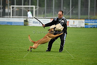 Billie vom Haus Mecki