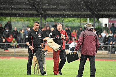 Bison vom bösen Onkel