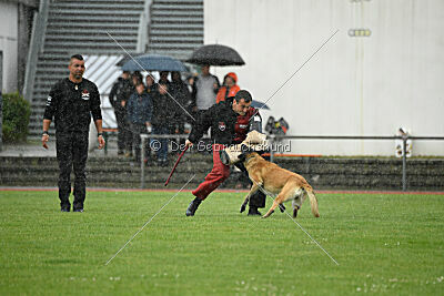 Bison vom bösen Onkel