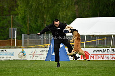 Bison vom bösen Onkel