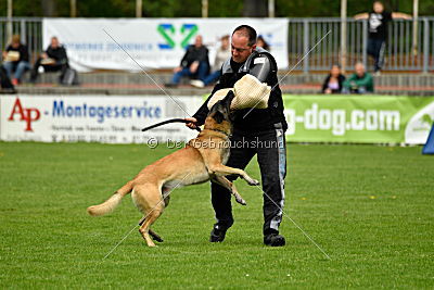 Bison vom bösen Onkel