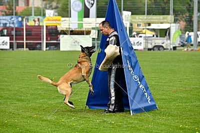 Bison vom bösen Onkel