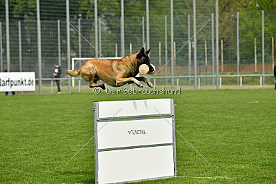 Bison vom bösen Onkel