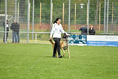 Bison vom bösen Onkel