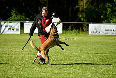 Bison vom bösen Onkel