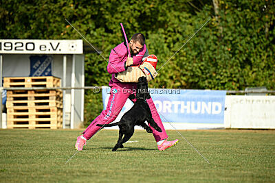 Blackbird in spite of all