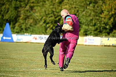 Blackbird in spite of all