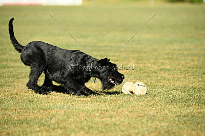 Blackbird in spite of all