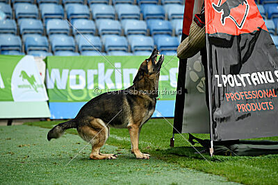 BlixtraSport's Astor