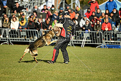 BlixtraSport's Astor