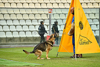 Blixtrasport's Astor