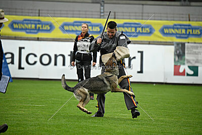 Blondy von Starker Wille