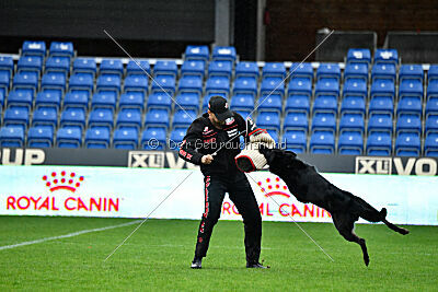 Bolle vom Drachenwolf