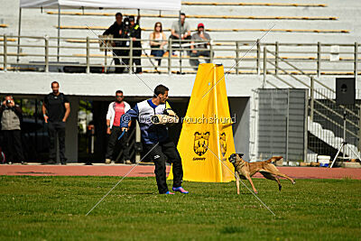 Bomra vom Giannioti Sports Dog