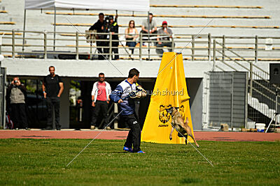 Bomra vom Giannioti Sports Dog