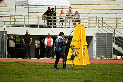 Bomra vom Giannioti Sports Dog