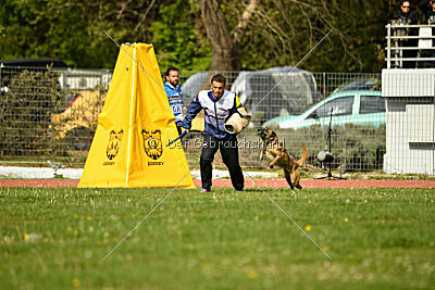 Bomra vom Giannioti Sports Dog