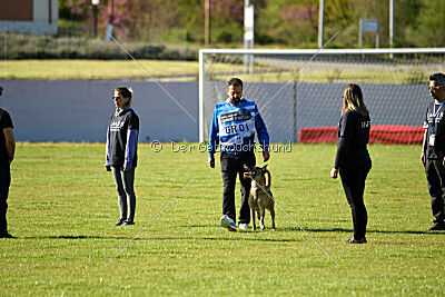 Bomra vom Giannioti Sports Dog