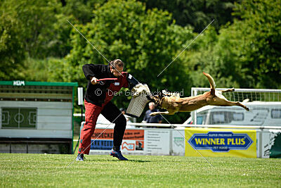 Bondage von Zamonien