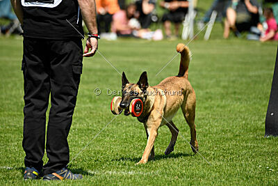 Bondage von Zamonien