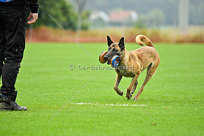 Bondage von Zamonien