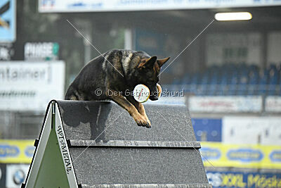 Boomer da la Vieja Encina