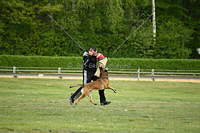 Boomer vom Further Moor